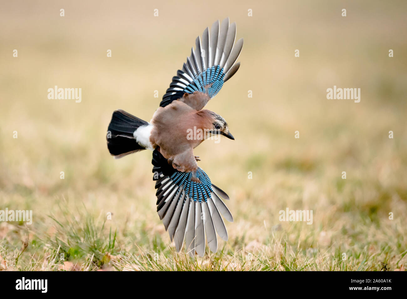 Eurasian jay feathers hires stock photography and images Alamy