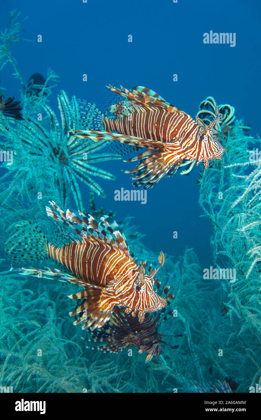 A pair of lionfish, Pterois volitans, in white polyp black coral, Tulamben, Bali, Indonesia. Stock Photo