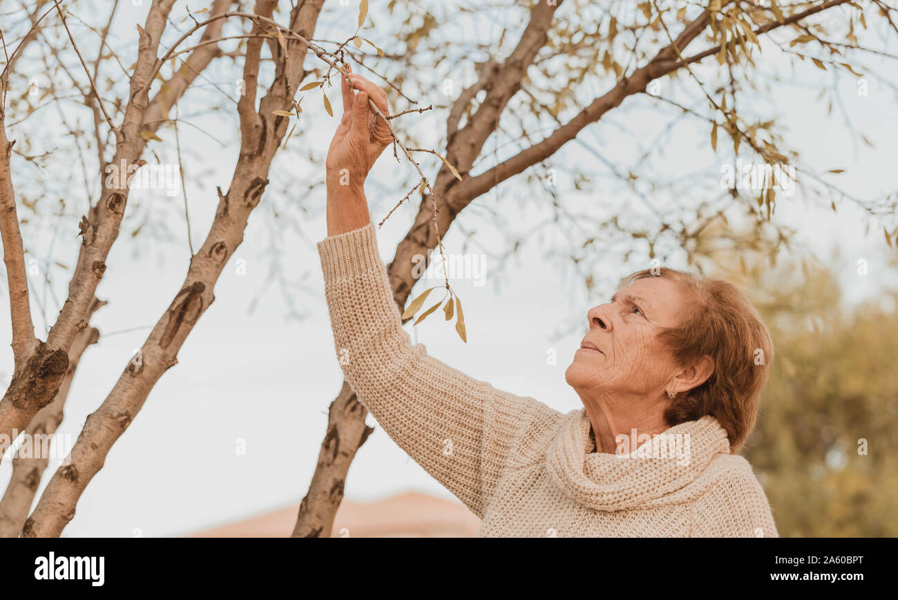 Elderly woman with turtleneck looking at the branches of an almond tree Stock Photo