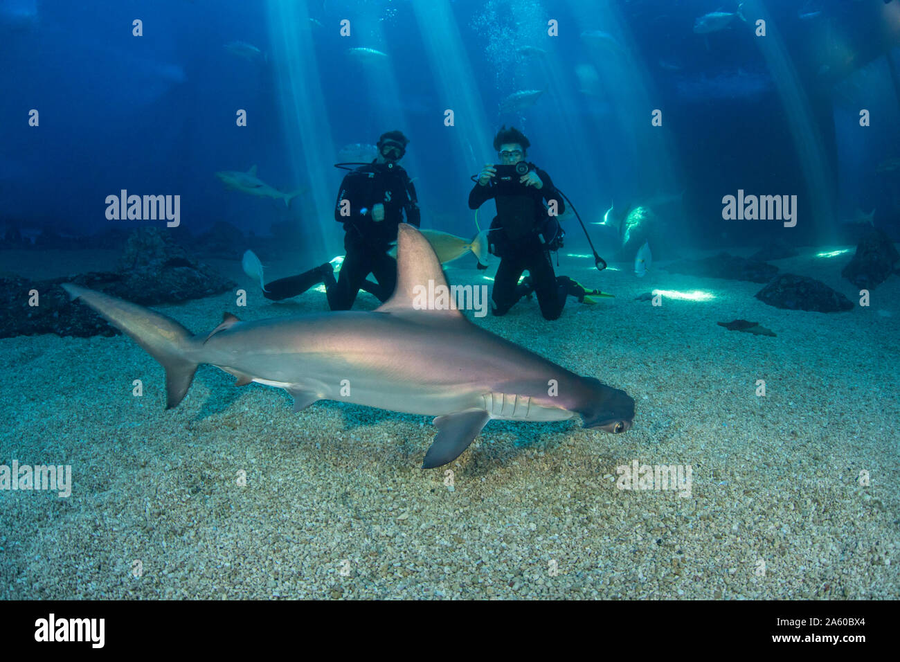 Two divers (MR) get a close look at a scalloped hammerhead shark, Sphyrna lewini, along with many other species in their big tank at the Maui Ocean Ce Stock Photo
