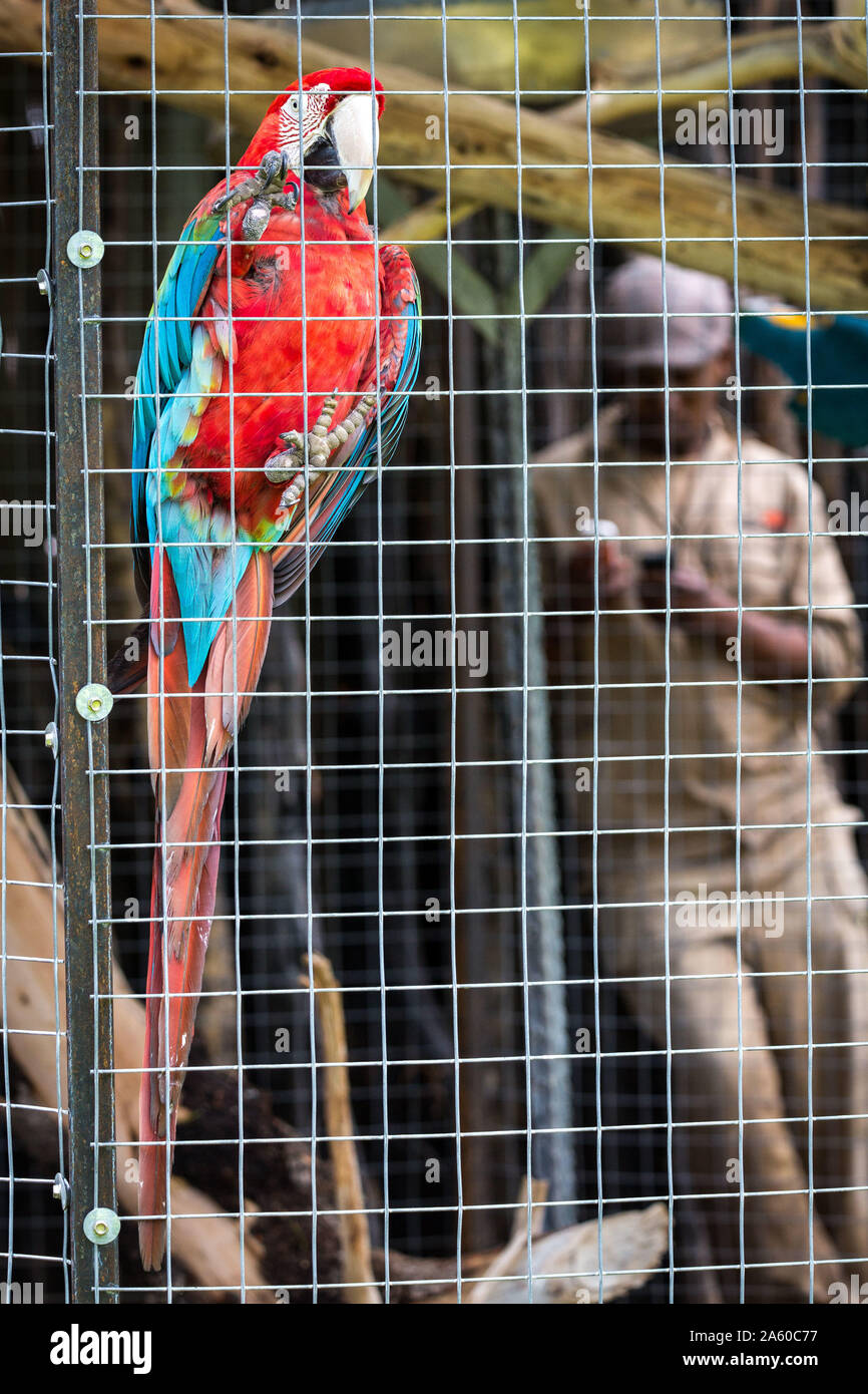 Picture of Choosing the Right Macaw Cage Size: A Comprehensive Guide