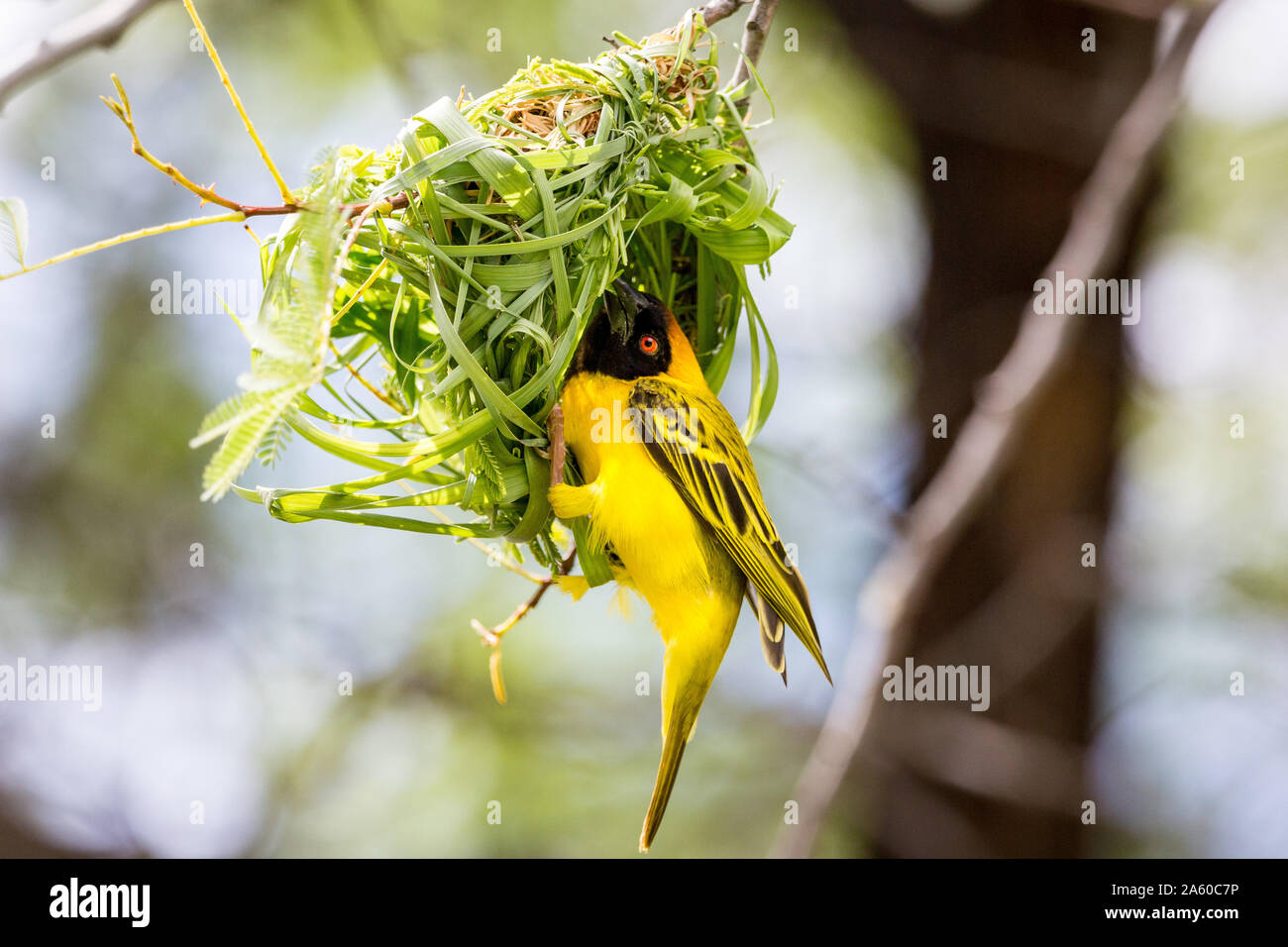 Yellow masked weaver bird building a nest, Namibia, Africa Stock Photo