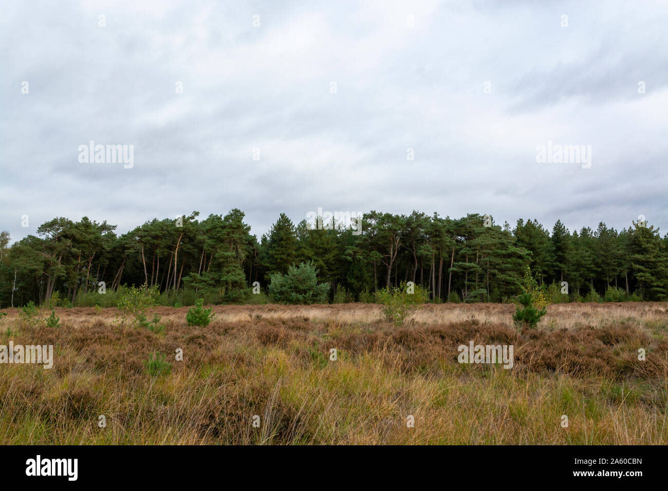 Landscape with green Kempen forests in North Brabant, Netherlands in autumn Stock Photo