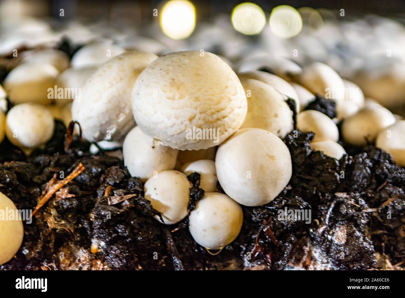 White champignon mushrooms growing on soil in dark grotten on