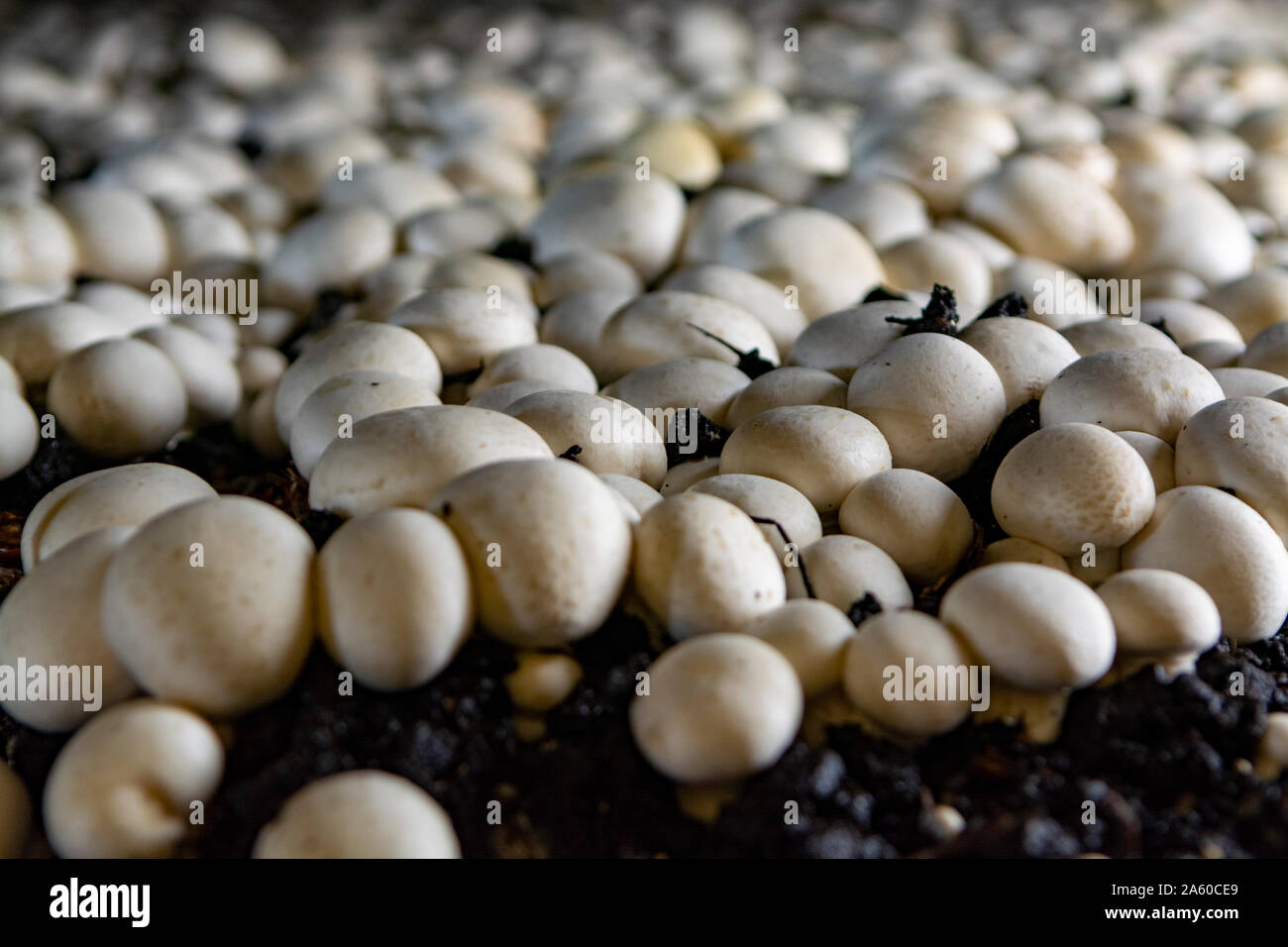 White champignon mushrooms growing on soil in dark grotten on ...