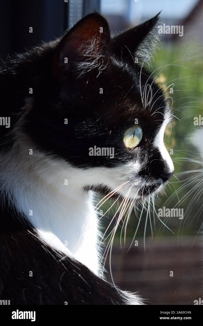 Tuxedo black and white cat looking out the window Stock Photo - Alamy