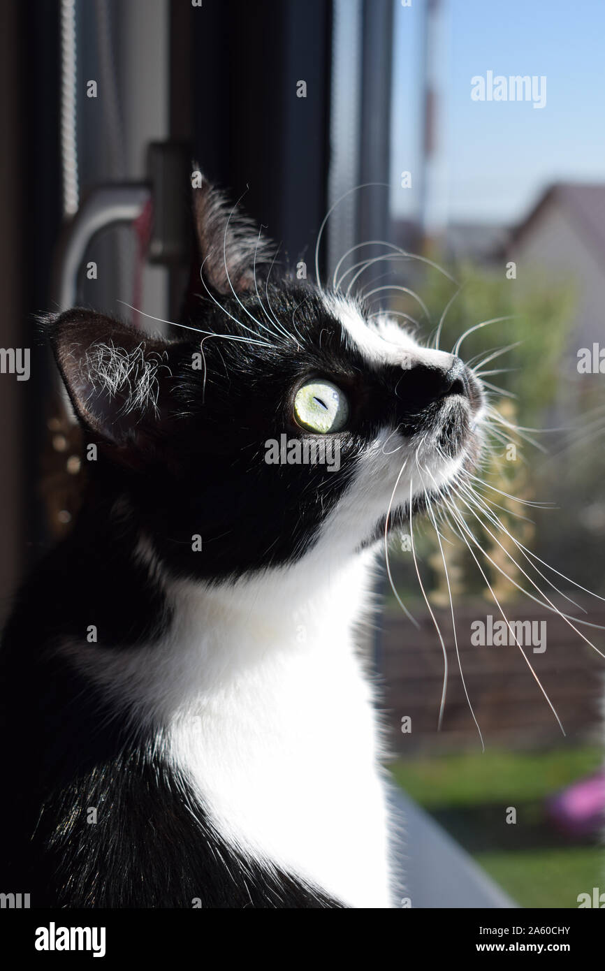 Tuxedo black and white cat looking out the window Stock Photo - Alamy