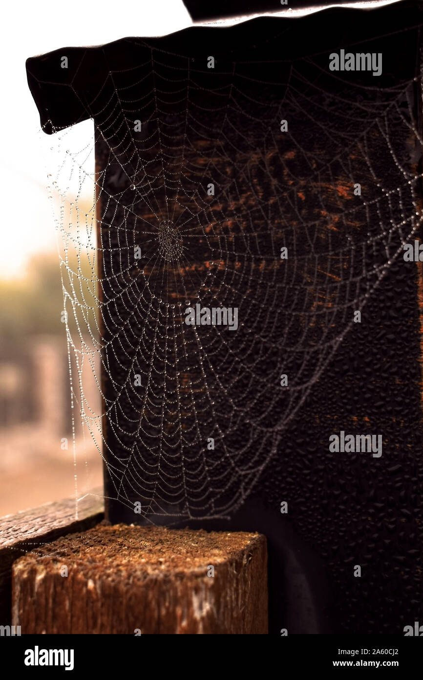 Morning dew on perfect spider web Stock Photo