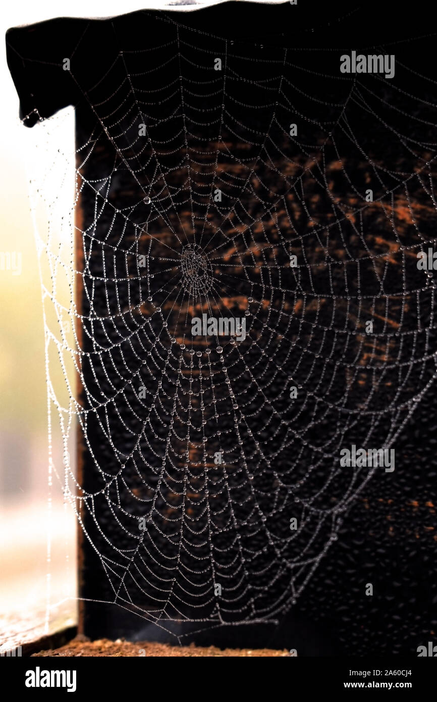 Morning dew on perfect spider web Stock Photo