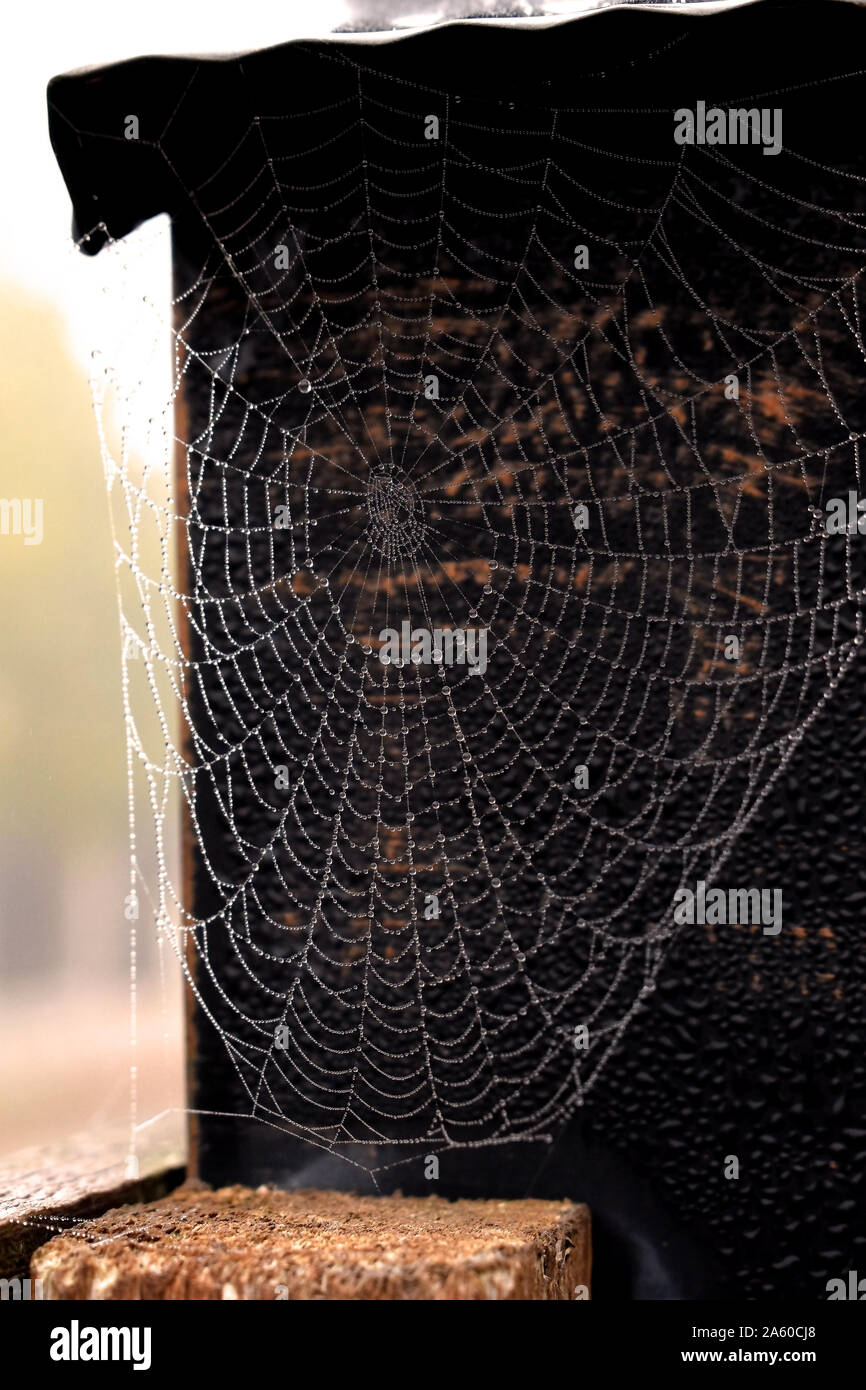 Morning dew on perfect spider web Stock Photo
