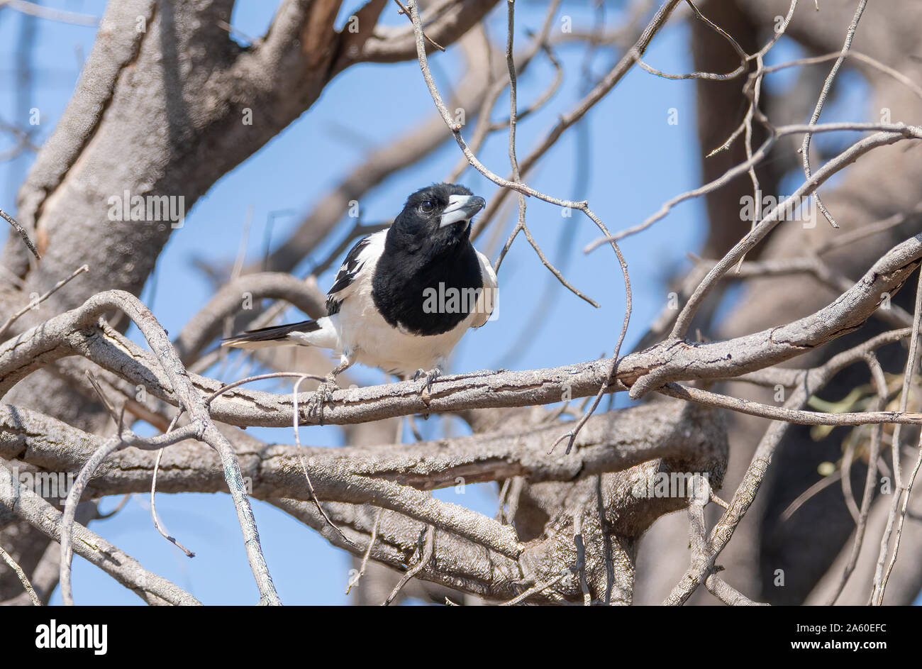 A Pied Butcher  Bird perched in the branches of a dead tree whilst it searches for prey Stock Photo