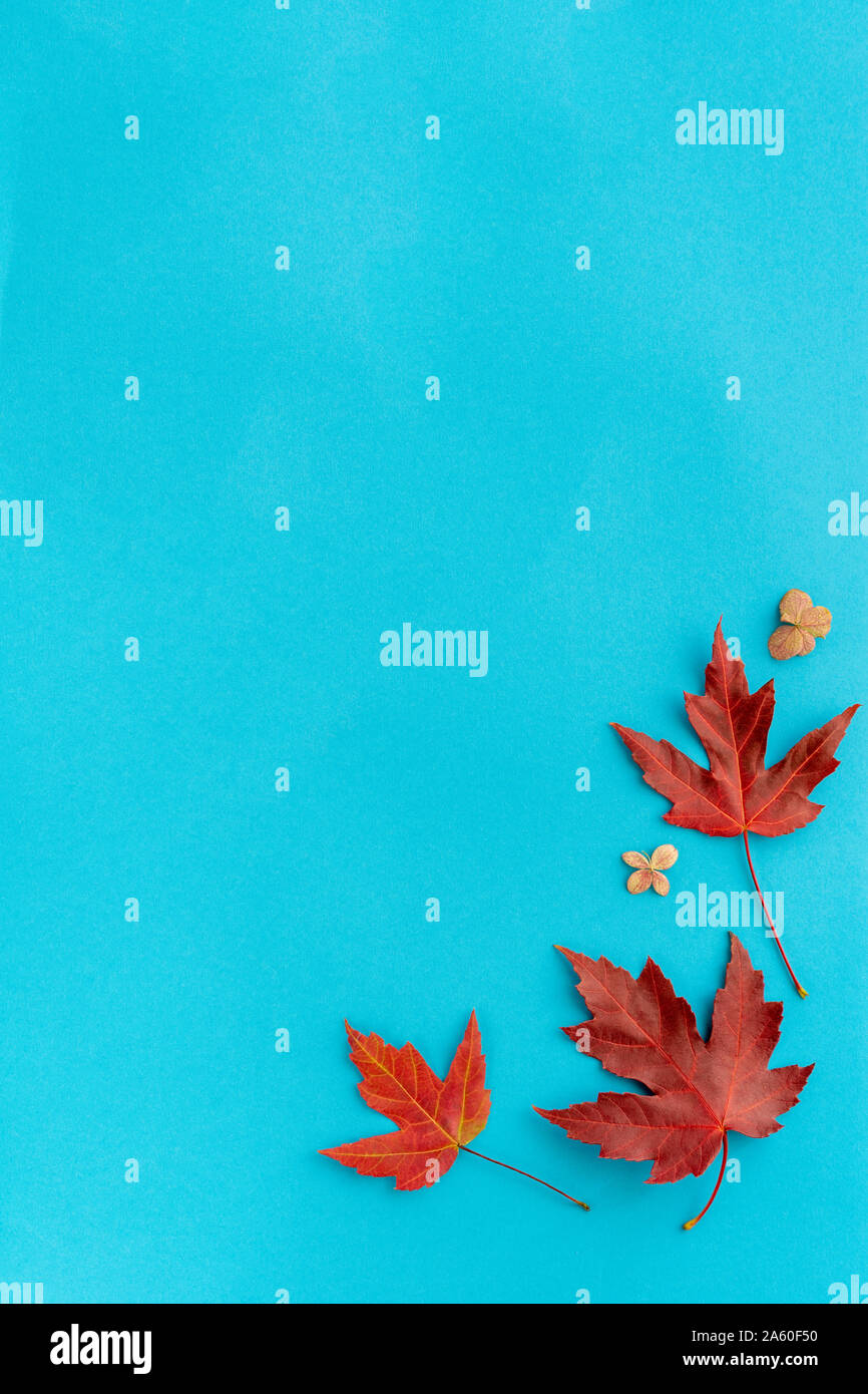 Autumn leaf flat lay composition. Frame from red maple foliage on blue paper background. Autumn composition top view. Fall leaves design. Copy space. Stock Photo