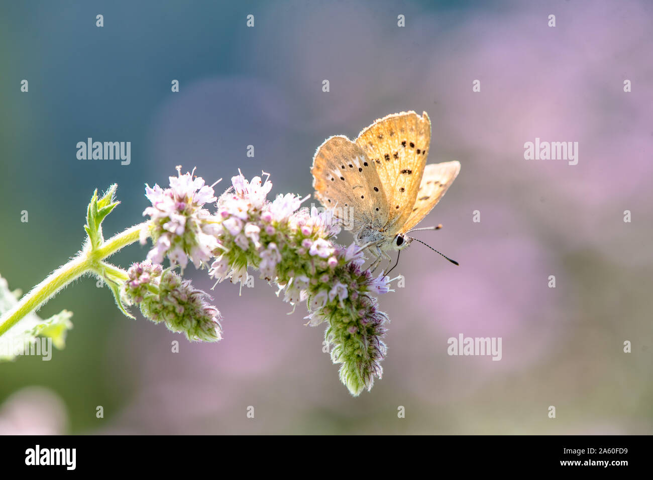 Butterfly sitting on a flower Stock Photo - Alamy