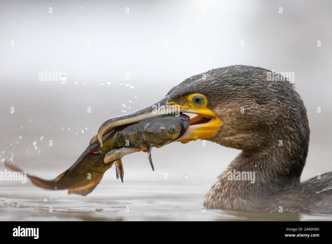 Close-up of a Cormorant (Phalacrocorax carbo)  catching a fish, Kiskunsag National Park, Hungary Stock Photo