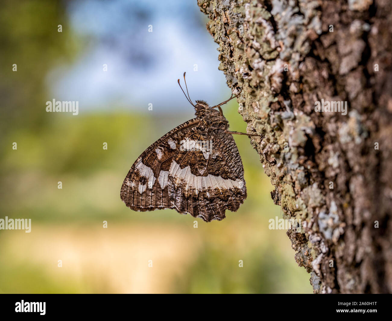Great Banded Grayling butterfly(Brintesia circe) resting on a Maritime Pine tree (Pinus pinaster)  branch with sunlit soft-focus fields and blue sky i Stock Photo