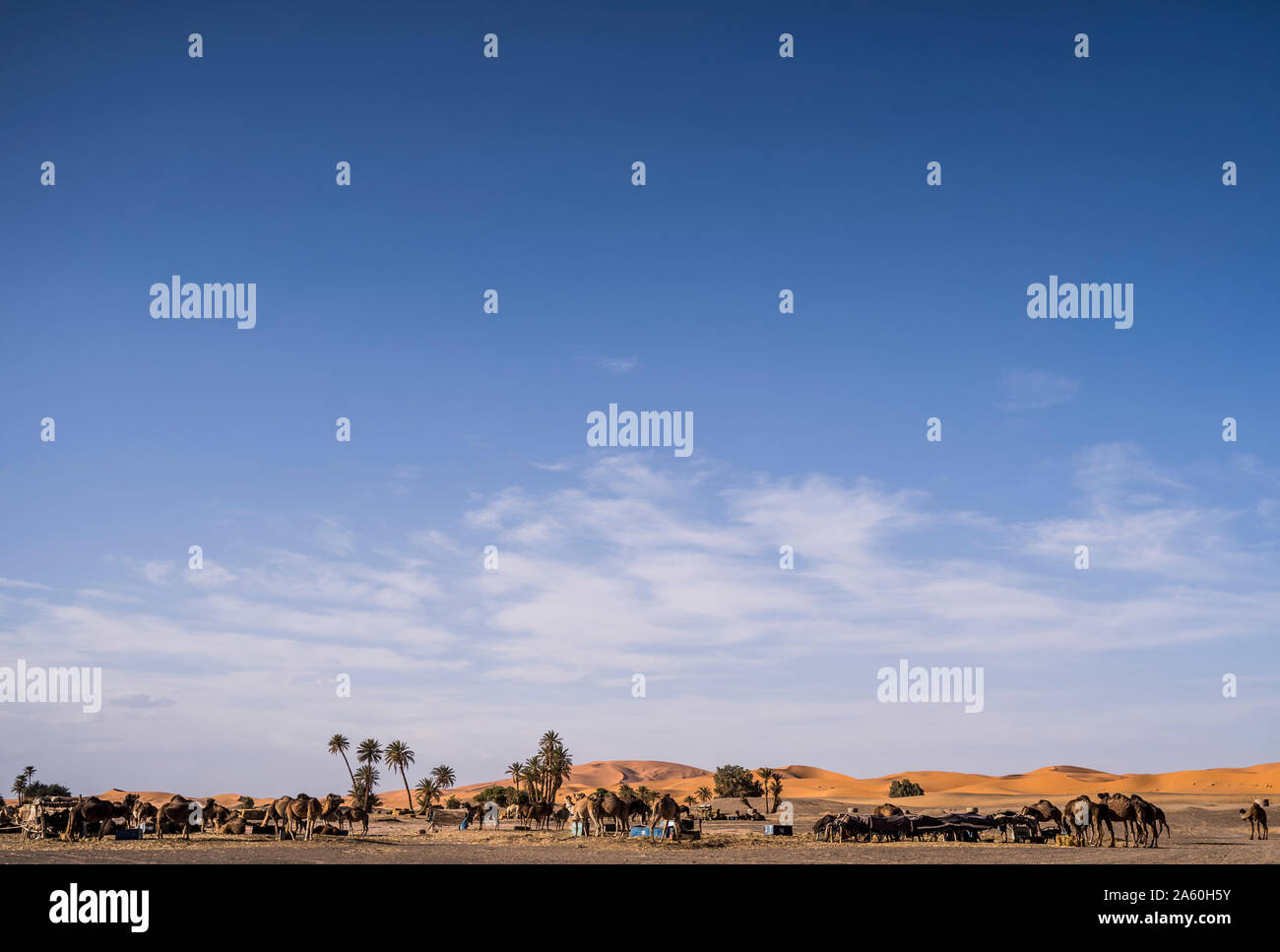 Beautiful landscape of palm trees and camels in the dunes of the desert of Morocco Stock Photo