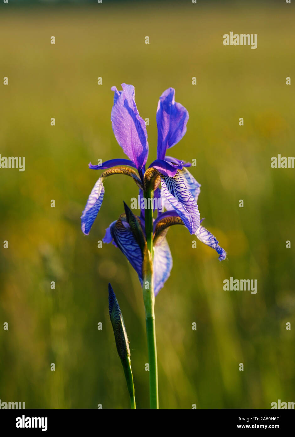 Close-up of purple iris flower blooming outdoors, Bavaria, Germany Stock Photo
