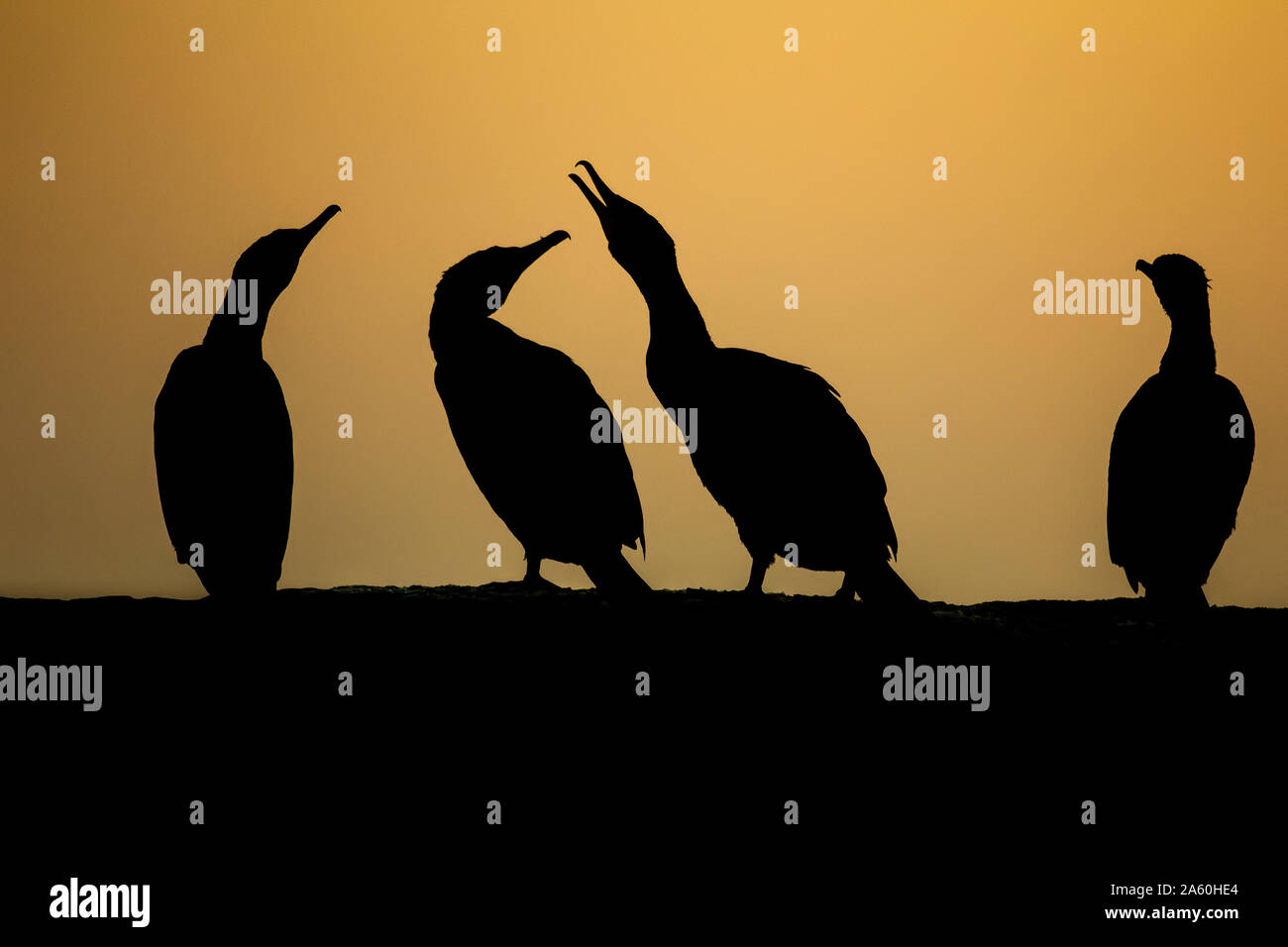 Group of four Cormerants (Phalacrocorax carbo) silhoutted at sunset, Kiskunsag National Park, Hungary Stock Photo