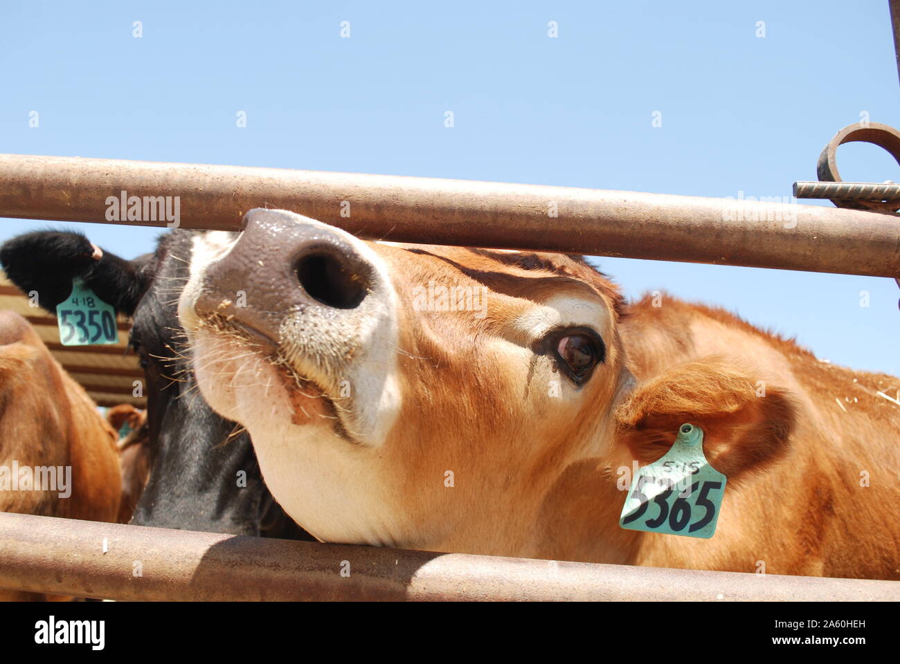A Jersey cow sticking her head through a fence. Stock Photo