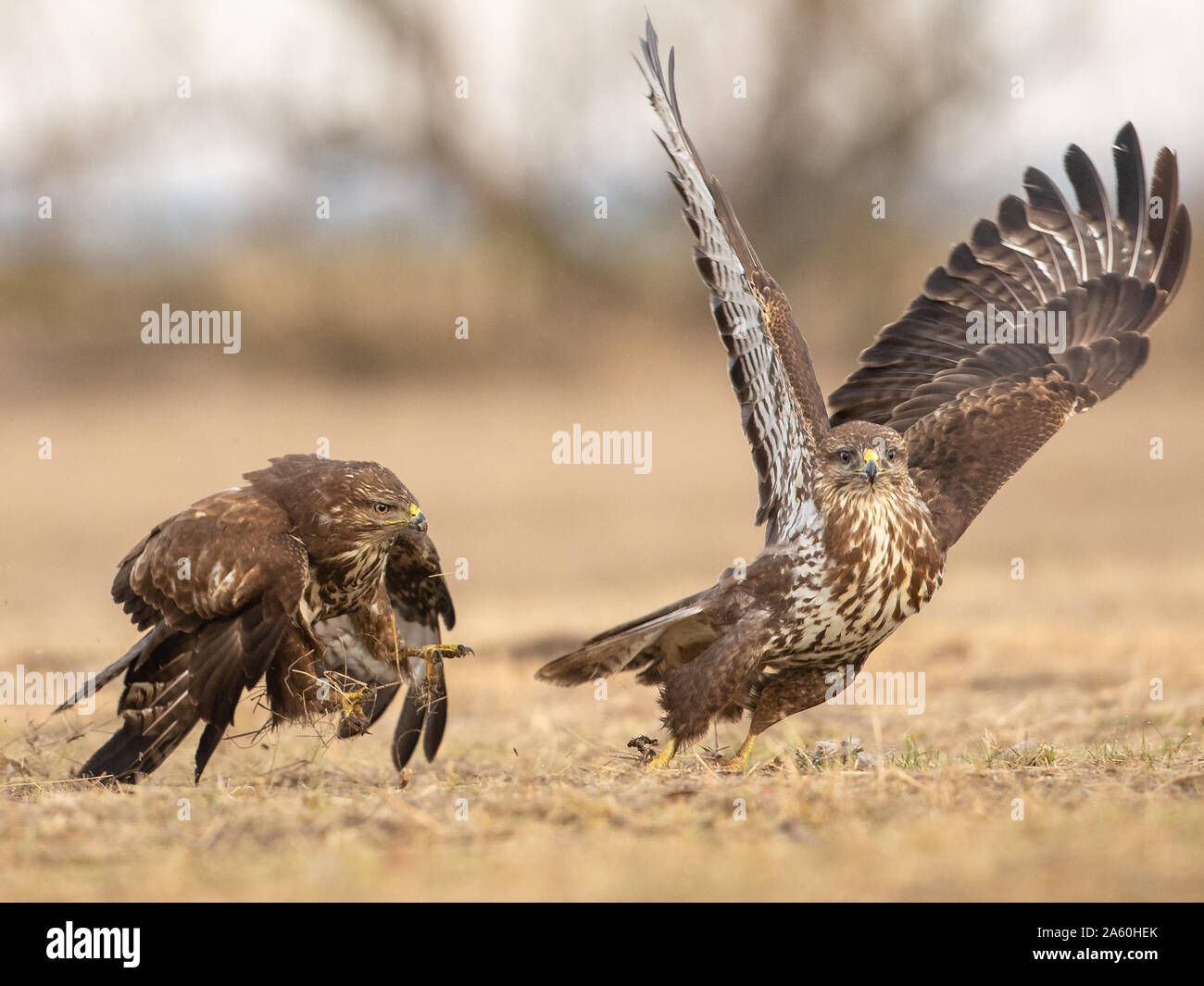 Two Common Buzzards (buteo buteo),  fighting,Koros-maros National Park, Hungary Stock Photo
