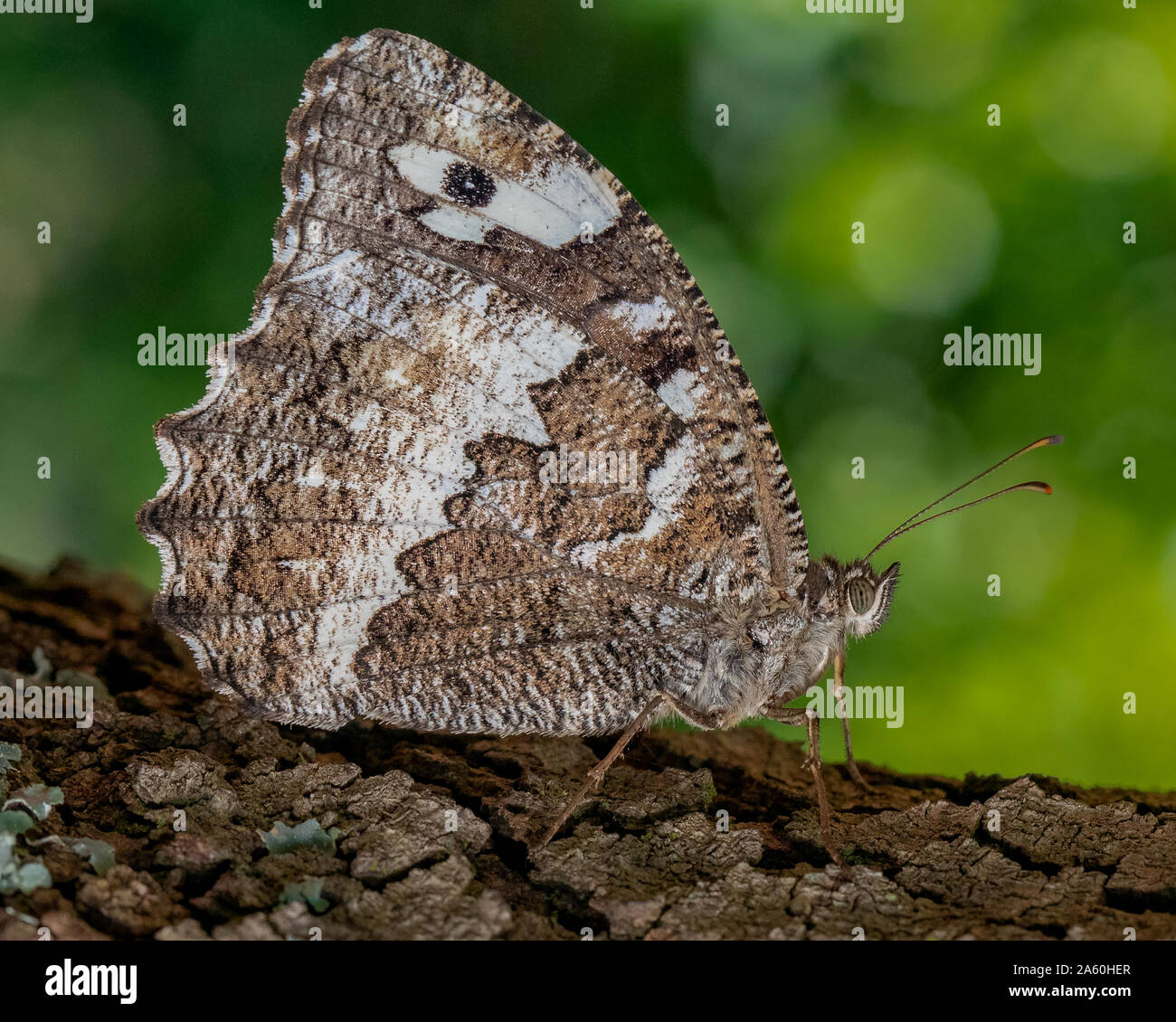 Great Banded Grayling butterfly(Brintesia circe) resting on a Maritime Pine tree (Pinus pinaster)  branch in Gard, Provence, France Stock Photo
