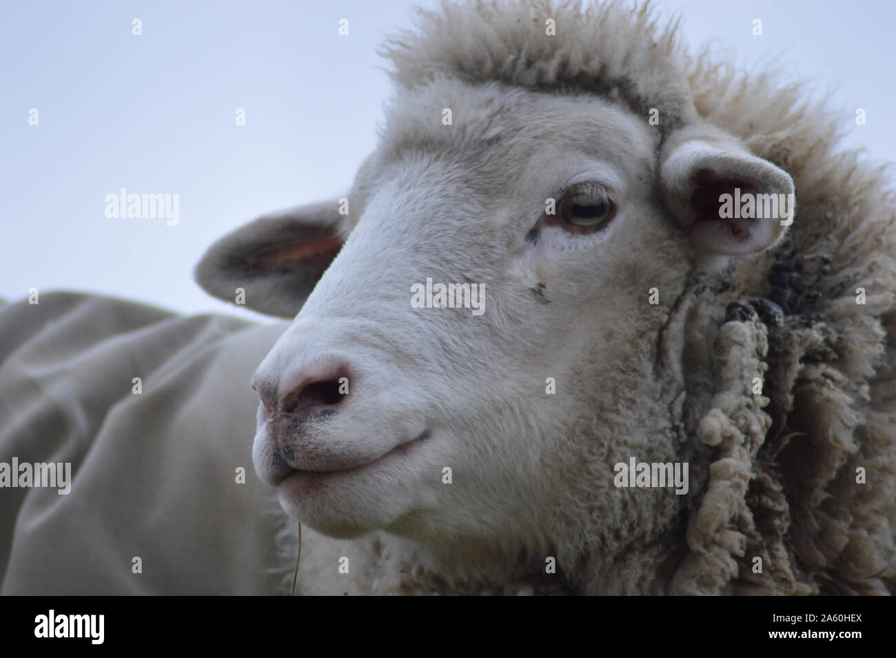 Portrait of a Cormo ewe (sheep). Stock Photo