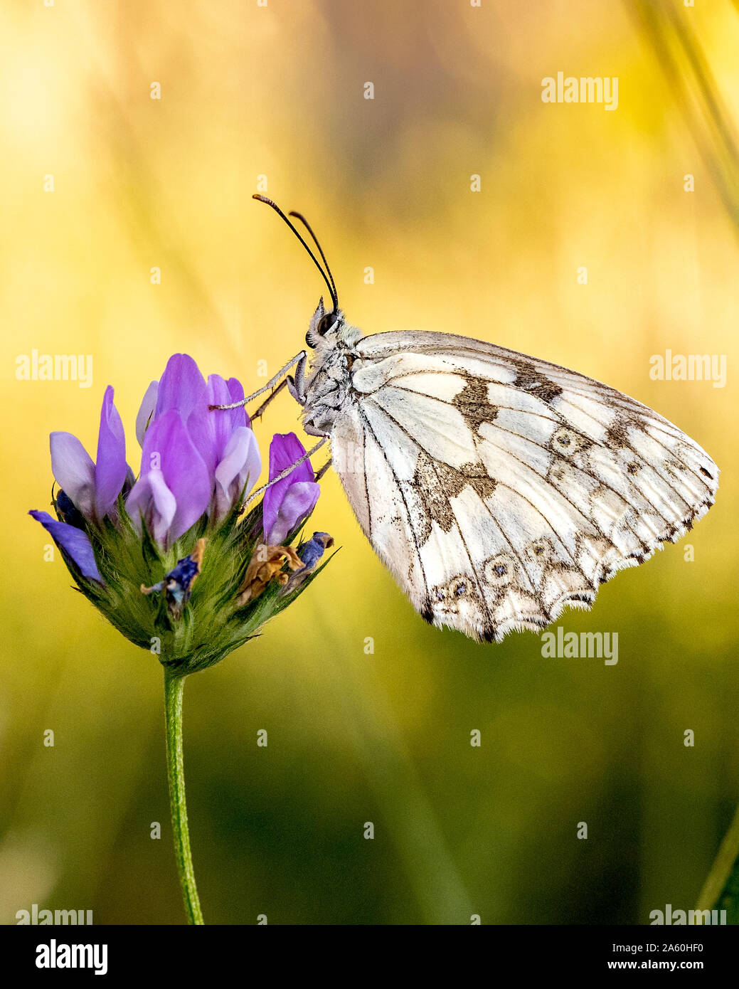 Iberian Marbled White butterfly (Melenargia lachesis) backlit by sunlight, perching on un unknown wild flower Stock Photo