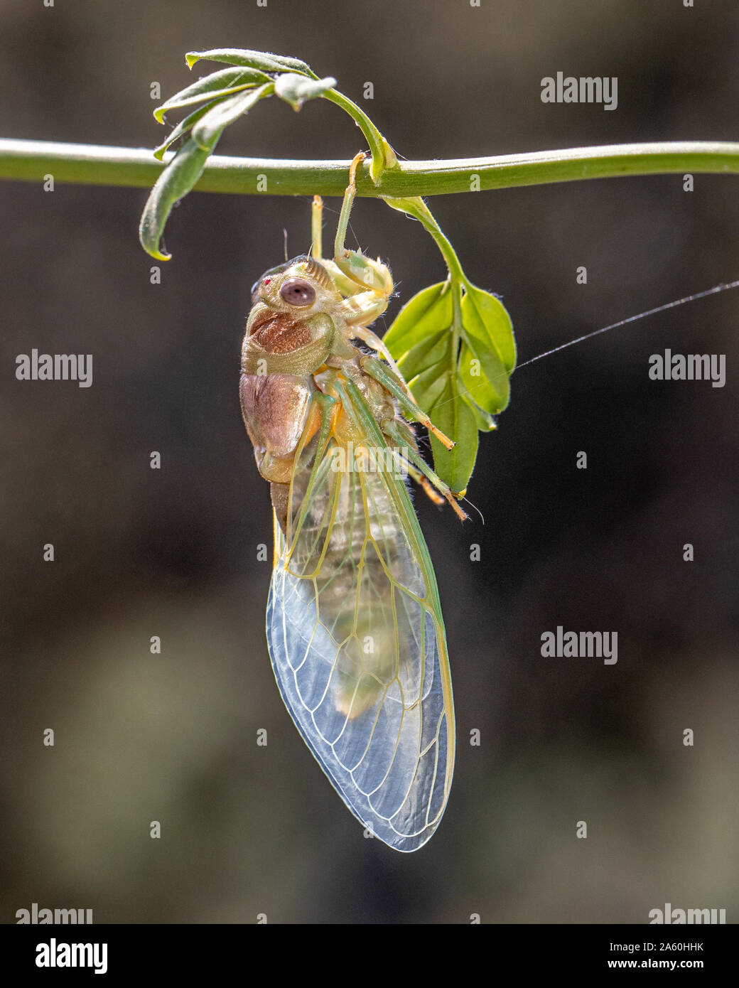 European Cicada (Lyristes plebejus) drying out in the sun after emerging from nymphal shell, France, Gard, provence Stock Photo