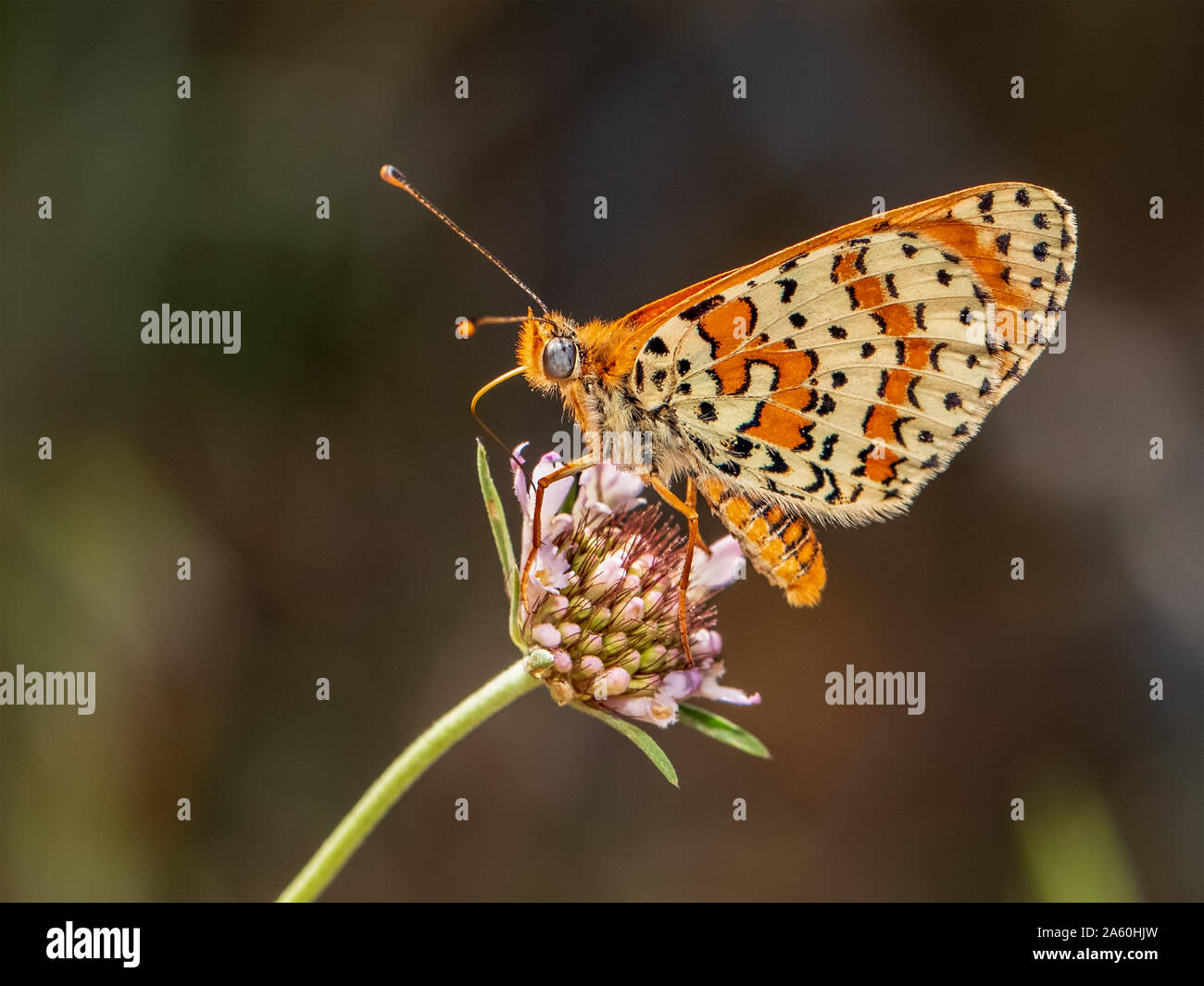 Spotted fritillary butterfly (Melitaea didyma) feeding on a wild flower with wings folded, Gard, Provence, France Stock Photo