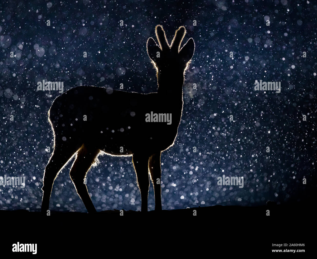European Roe Deer ( Capreolus capreolus) silhoutte, backlit at night in a snowstorm, Kiskunsag National Park, Hungary Stock Photo