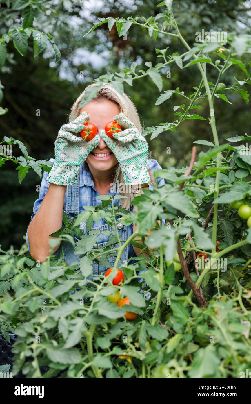 Blond smiling woman harvesting tomatoes, tomatoes on eyes Stock Photo ...