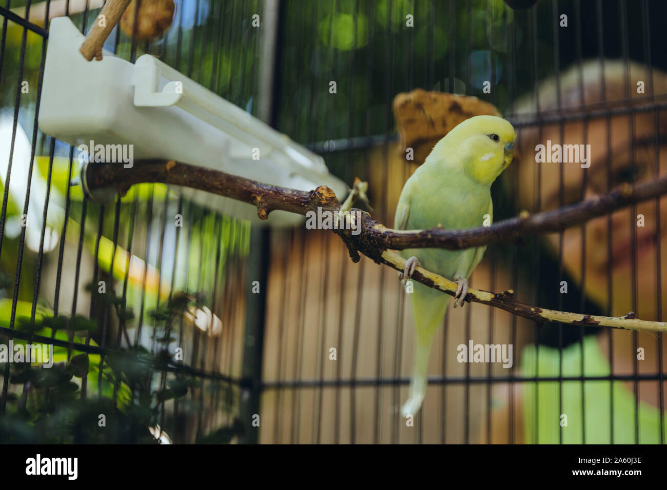 Boy watching budgie sitting in a cage on a twig Stock Photo