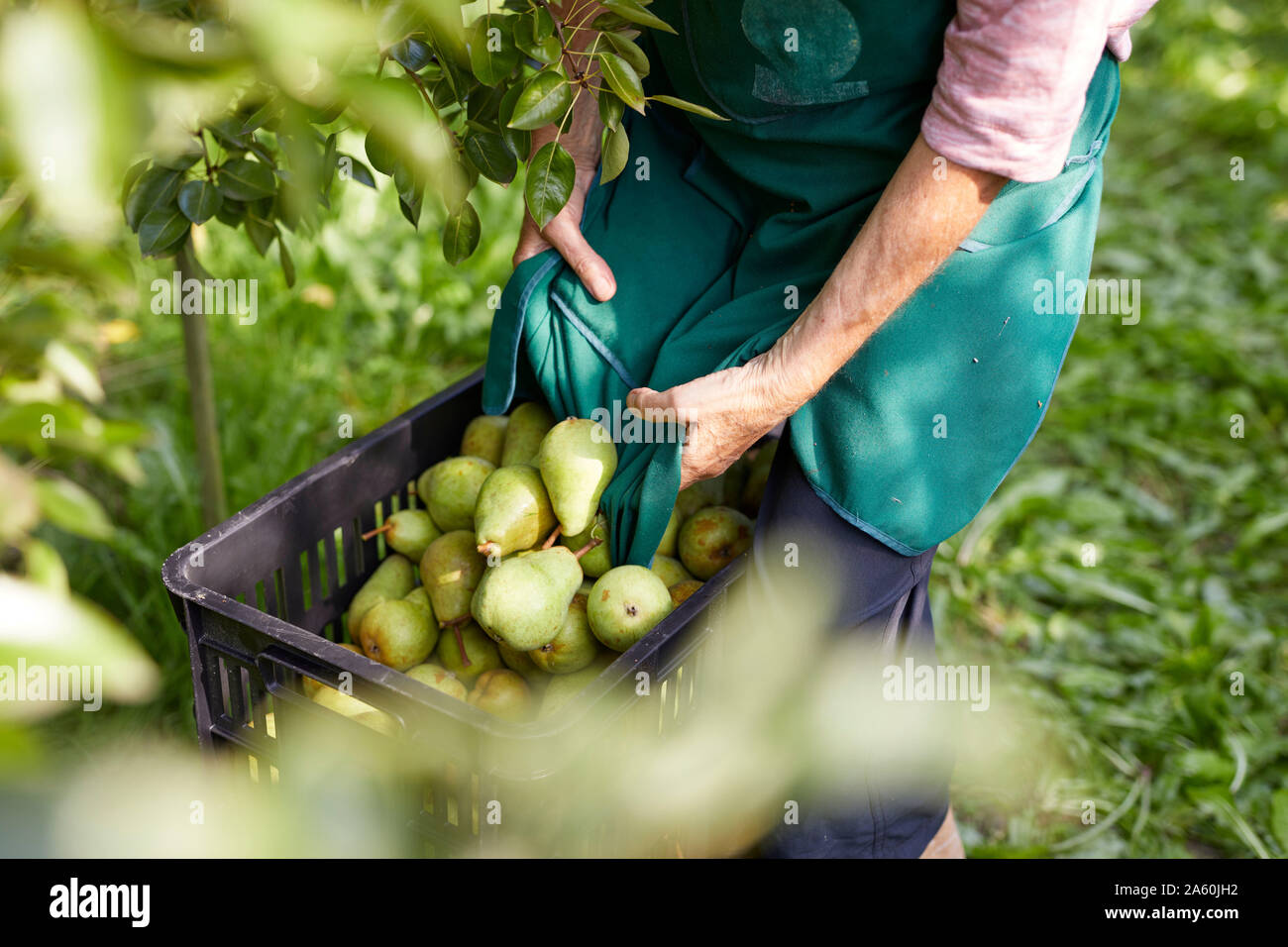 Organic farmers harvesting williams pears Stock Photo