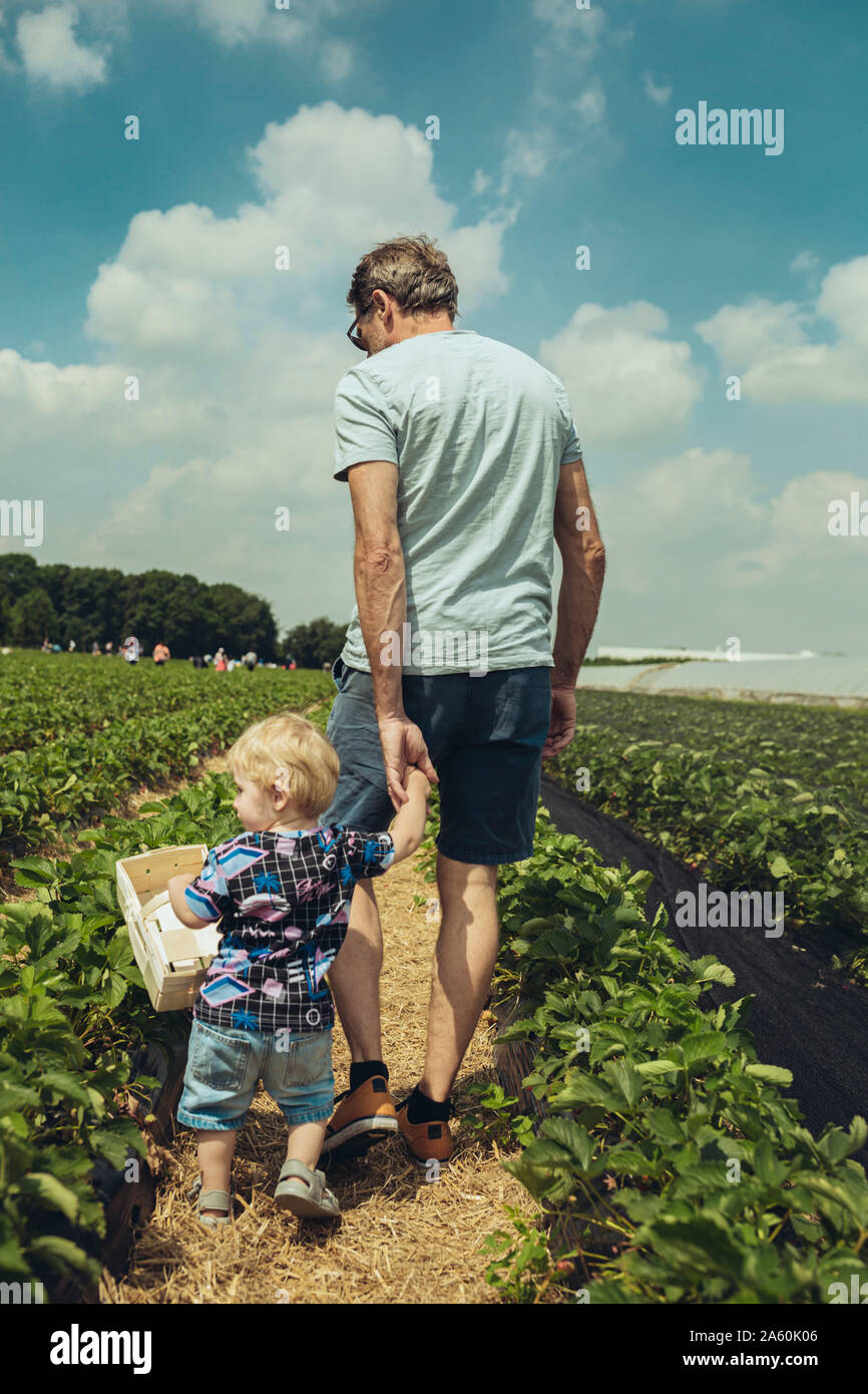Father and son picking strawberries in strawberry plantation Stock Photo