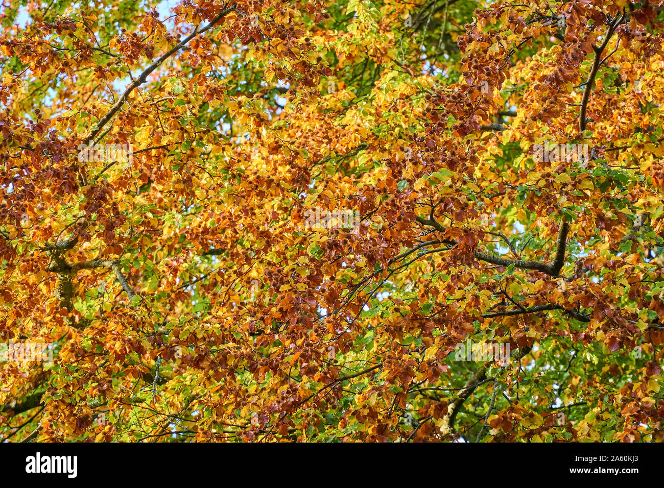 Leaves in colours of autumn Stock Photo