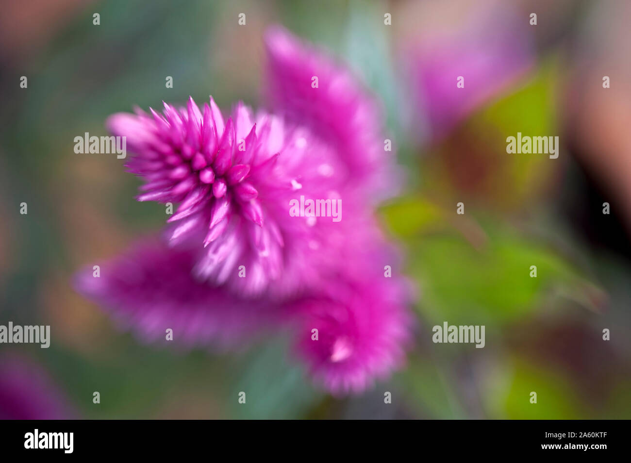 Celosia High Resolution Stock Photography And Images Alamy Celosia High Resolution Stock Photography And Images Alamy