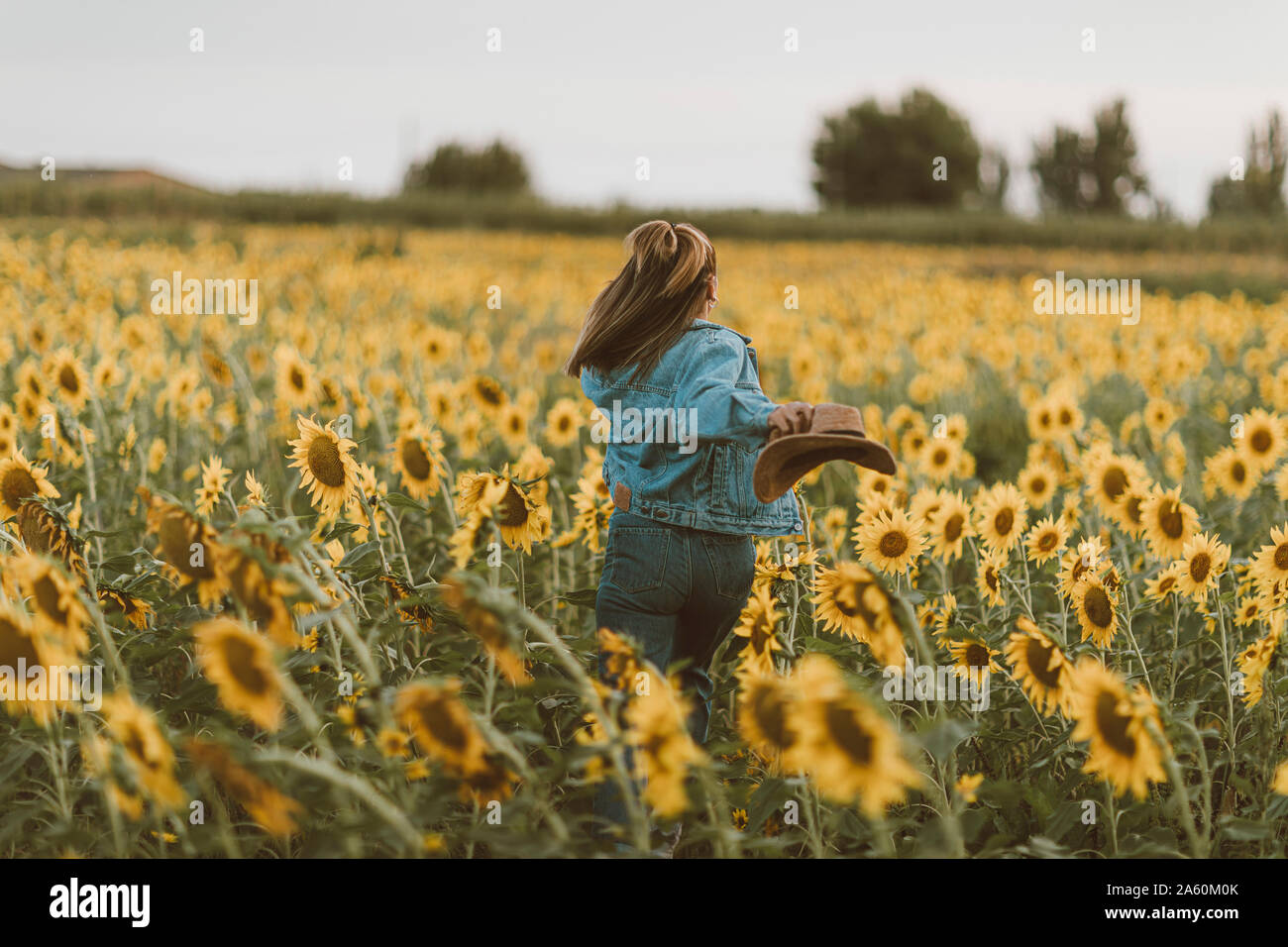 Young woman with blue denim jacket and hat running in a field of sunflowers Stock Photo