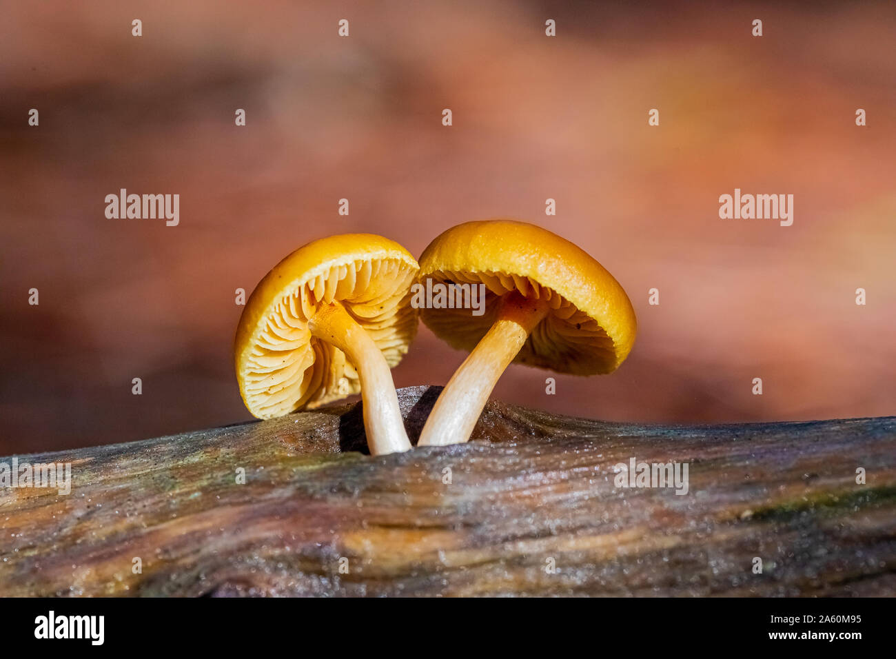 Close-up Common Rustgill Mushrooms in a Pine Forest Plantation in Tokai Forest Cape Town Stock Photo