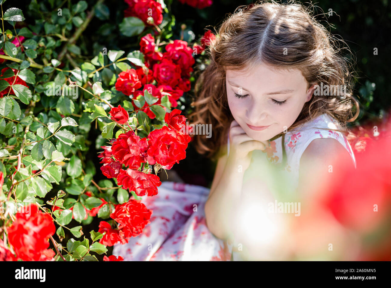 Portrait of girl with eyes closed sitting beside red rosebush Stock Photo