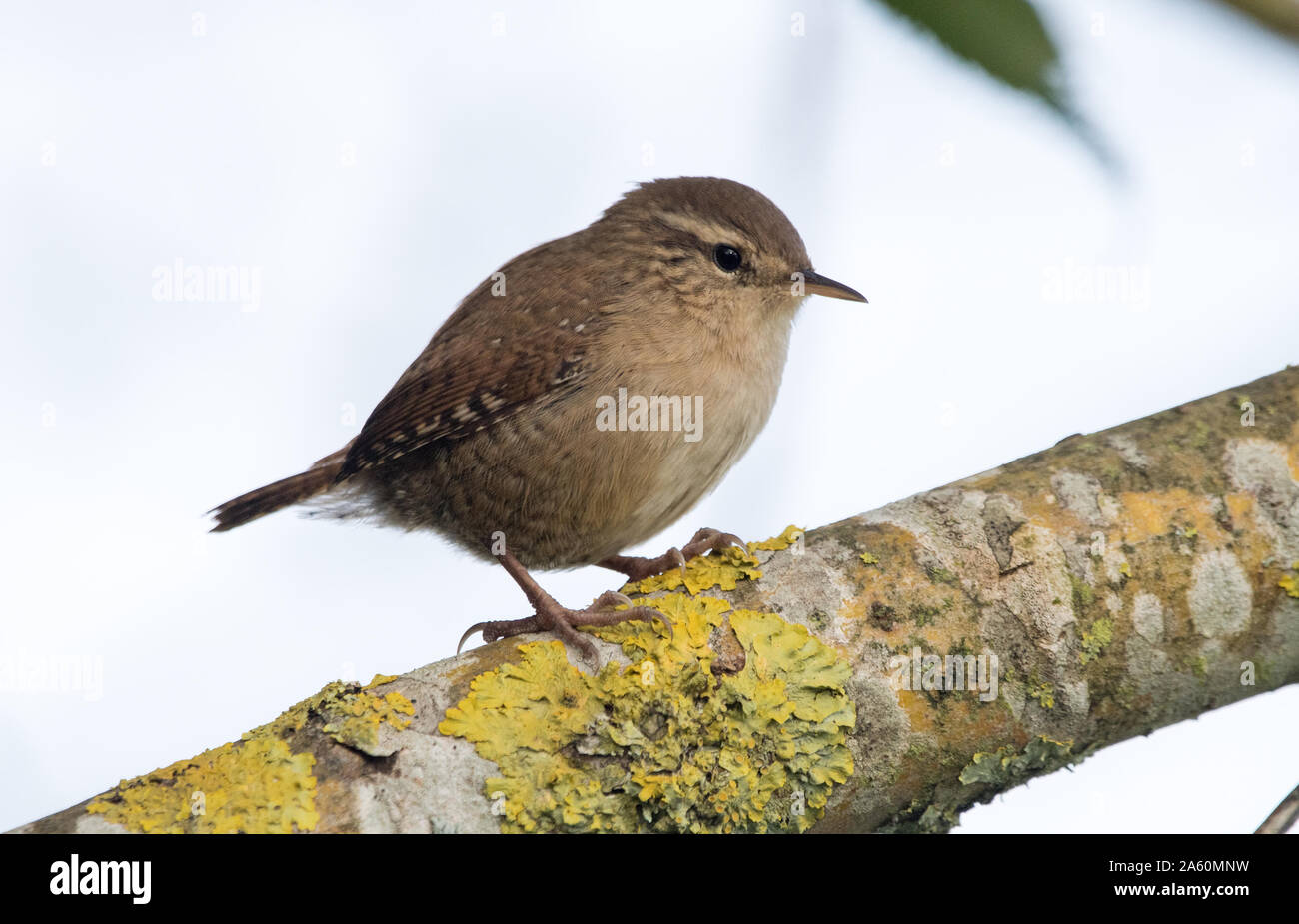 Wren (Troglodytidae) Stock Photo