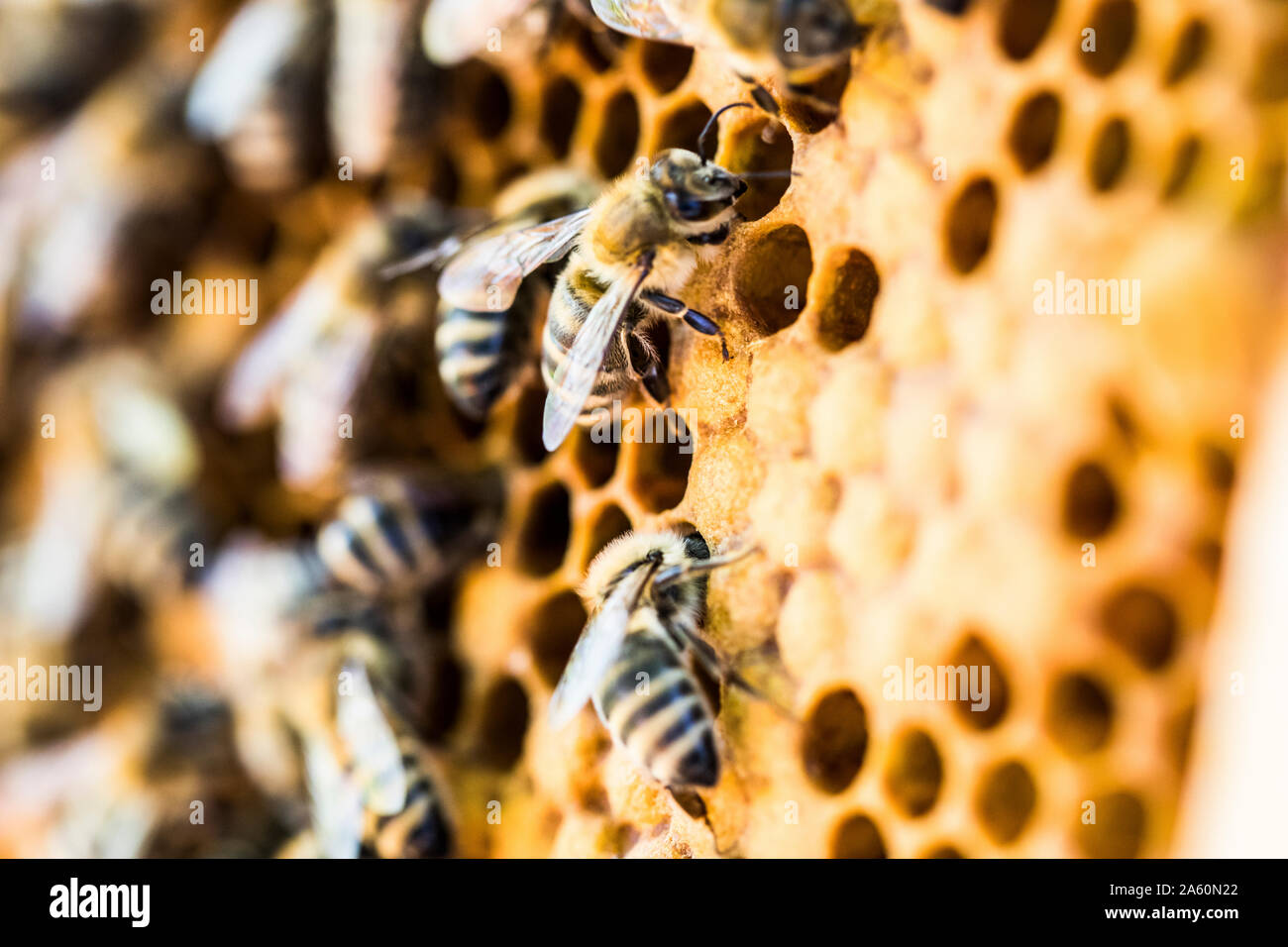 Close up bees and honeycomb hi-res stock photography and images - Alamy
