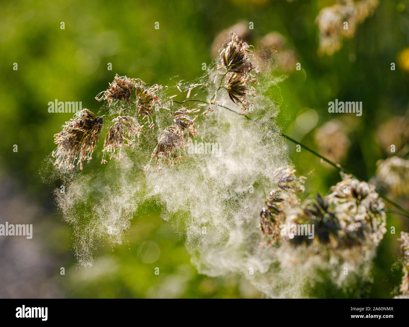 Close-up of spider web on dry plant in forest, Bavaria, Germany Stock Photo
