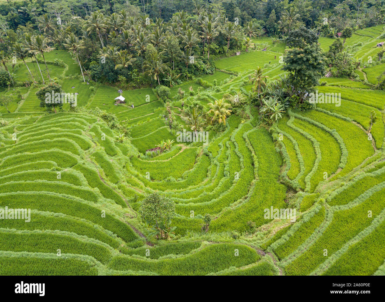 Aerial view of rice terraces in Bali Stock Photo - Alamy