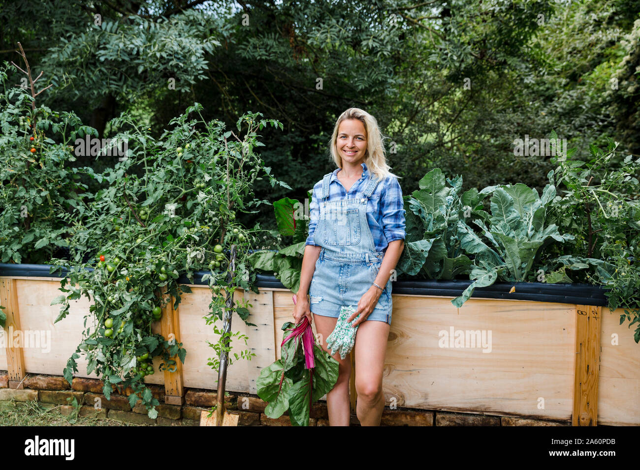 Blond woman harvesting mangold from her raised bed in her own garden Stock Photo
