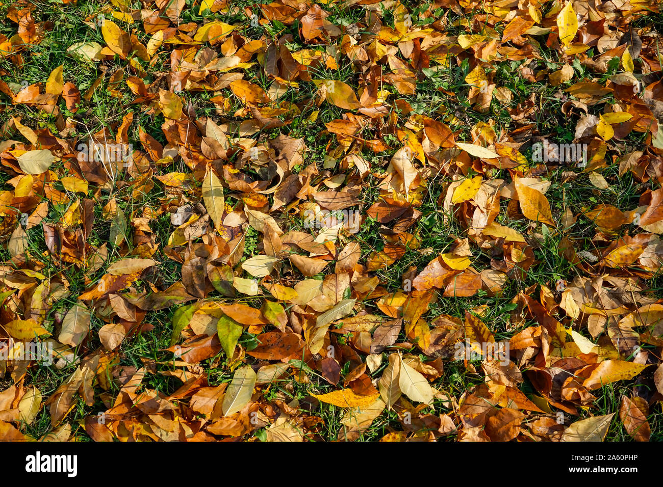 Autumn or fall natural background with a carpet of dead leaves from various species of trees fallen over grass in late October , temperate climate Stock Photo