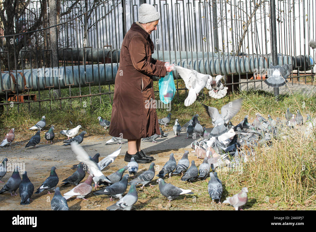 Magadan, Russia - October 17, 2019. Old lady feeding pigeons on the street. Kind woman giving food to city birds. Lots of birds eating birdseed or mil Stock Photo