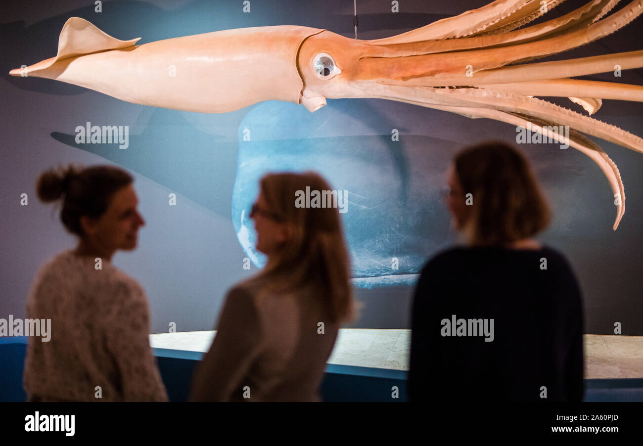 Giant squid model hi-res stock photography and images - Alamy