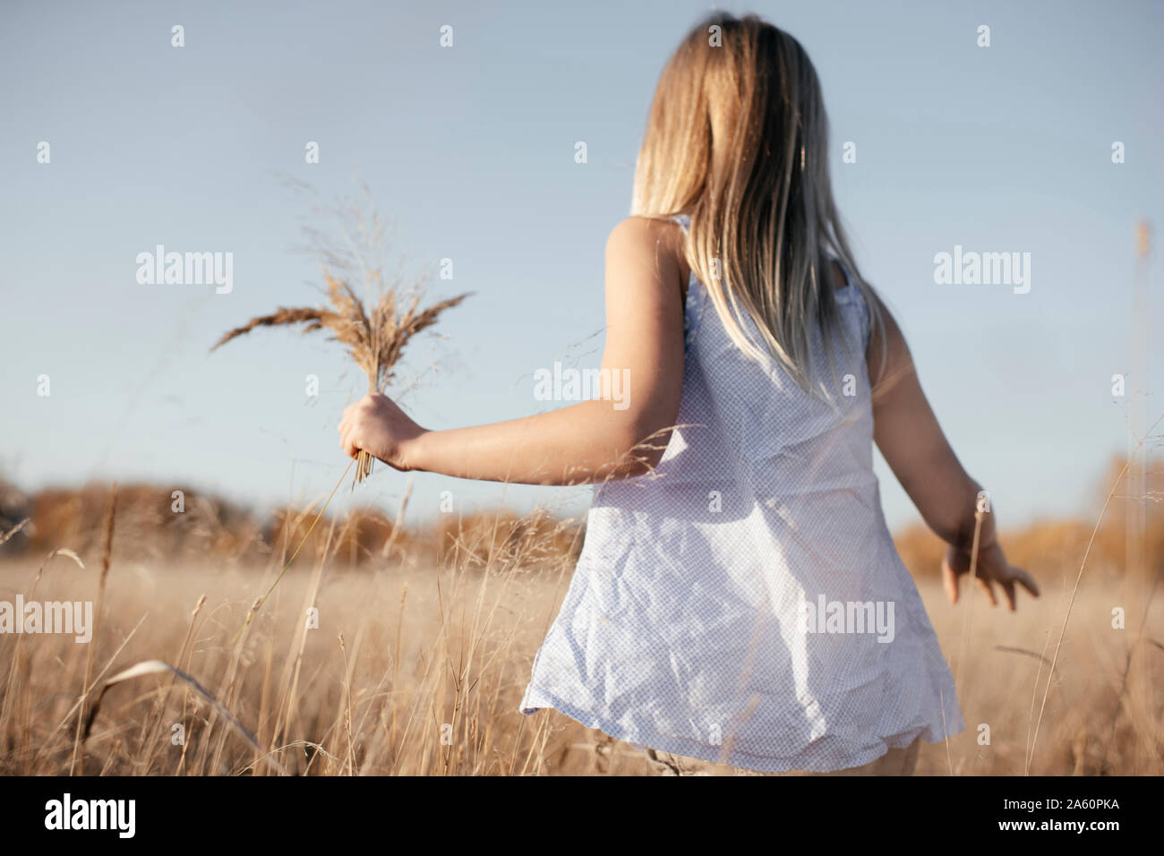 Back view of little girl collecting grasses on autumnal meadow Stock Photo