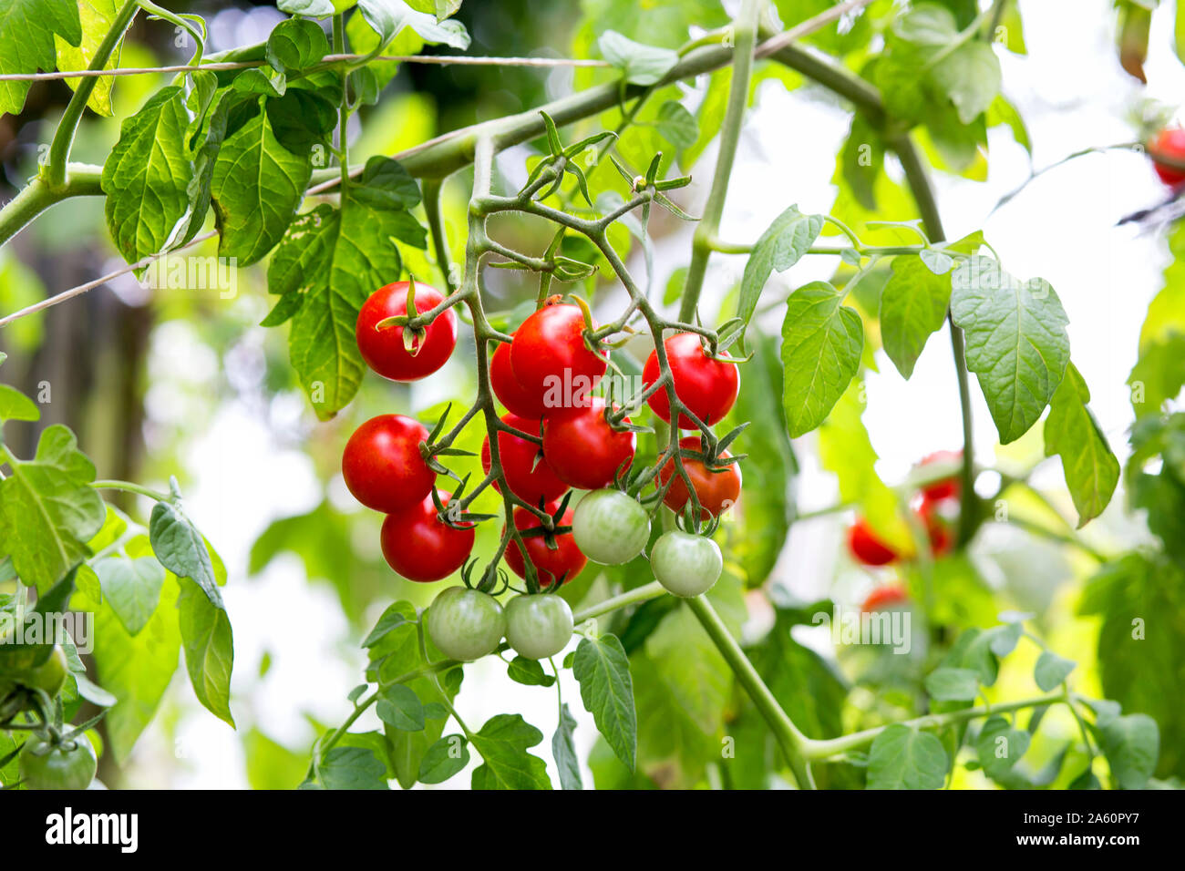 Organic tomato plant, red and green tomatoes Stock Photo - Alamy