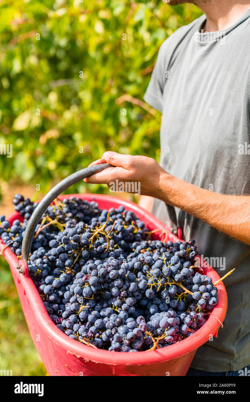 Close-up of man harvesting grapes in vineyard holding bucket Stock Photo